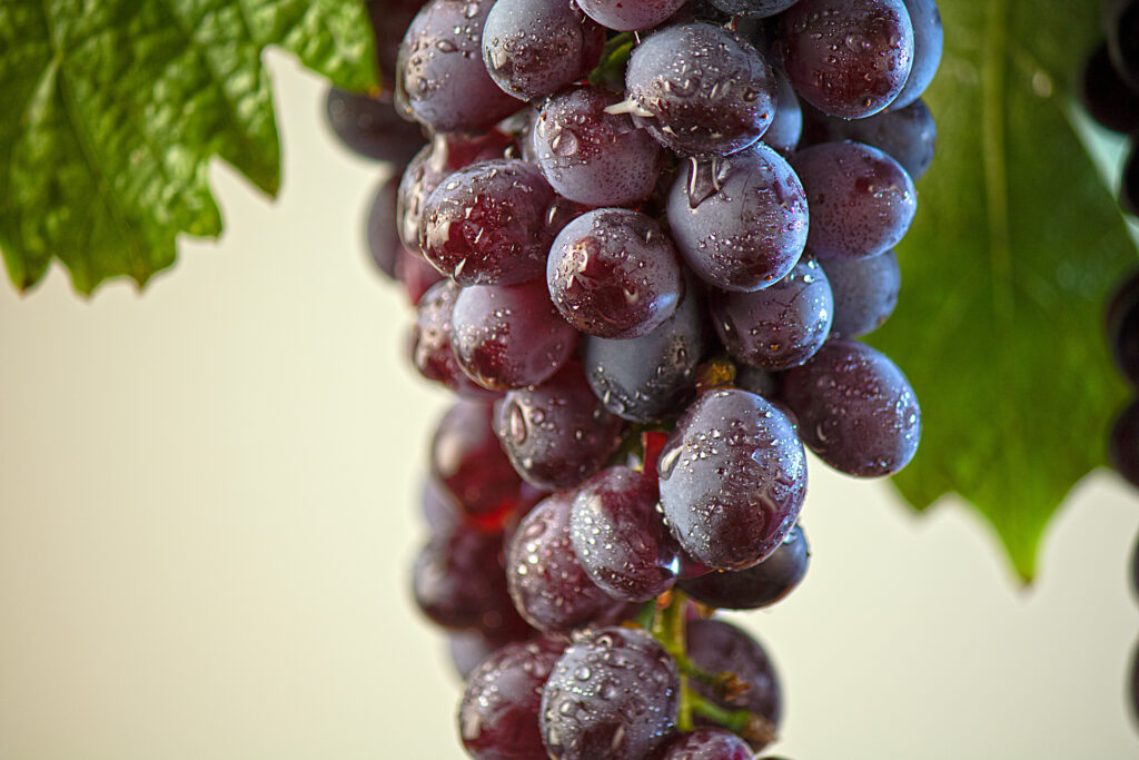 Κοτσιφάλι ποικιλία