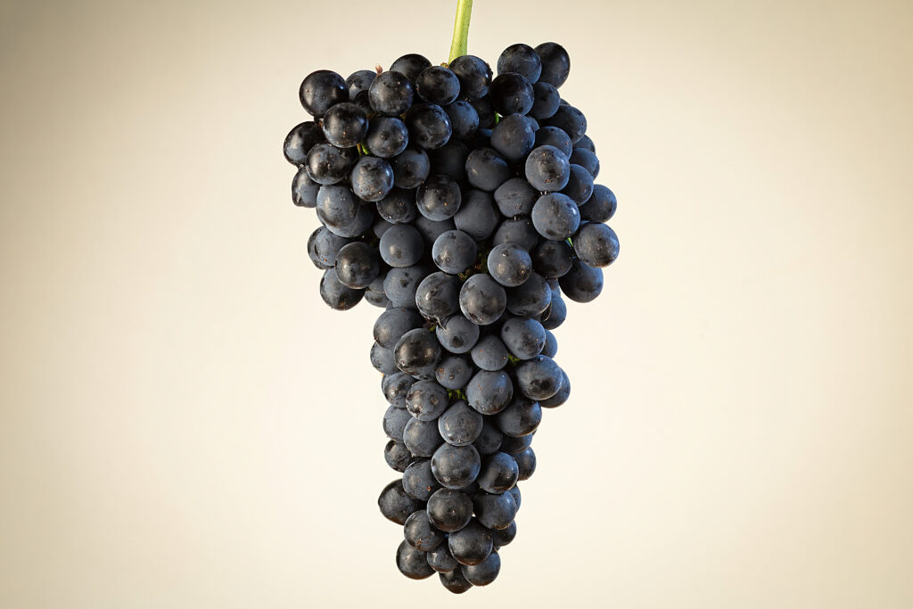 Syrah Variety