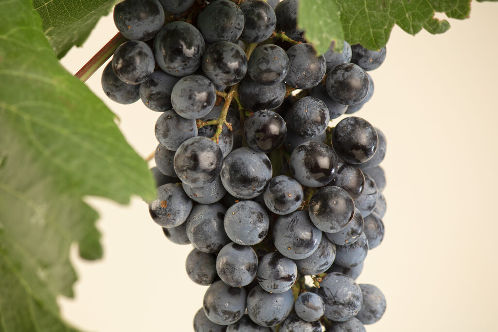 Cabernet Sauvignon Variety