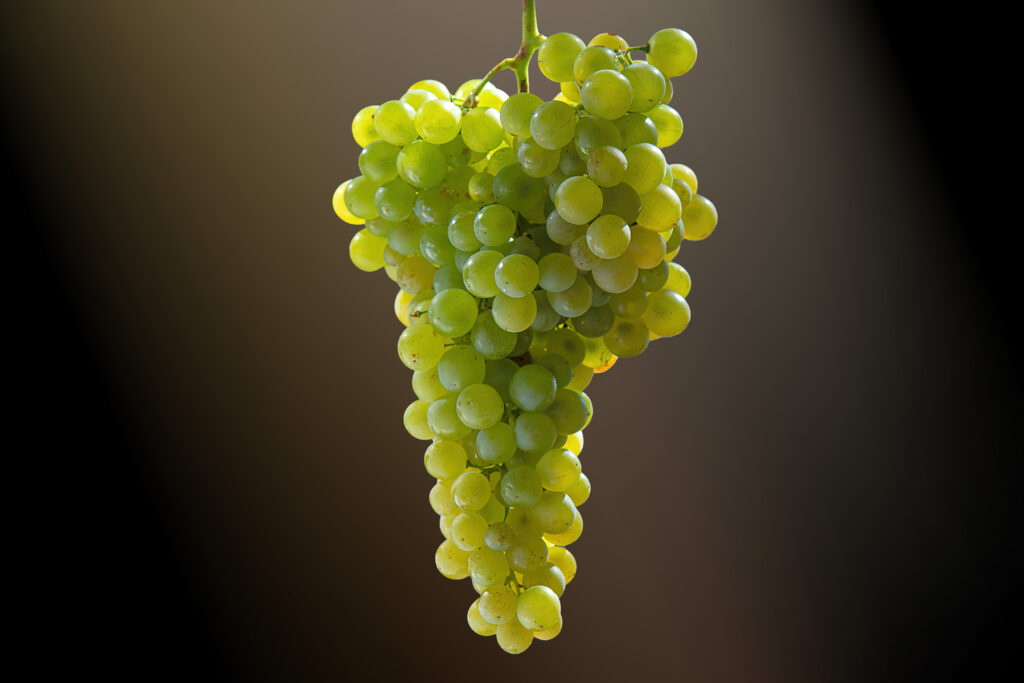 Vilana Variety
