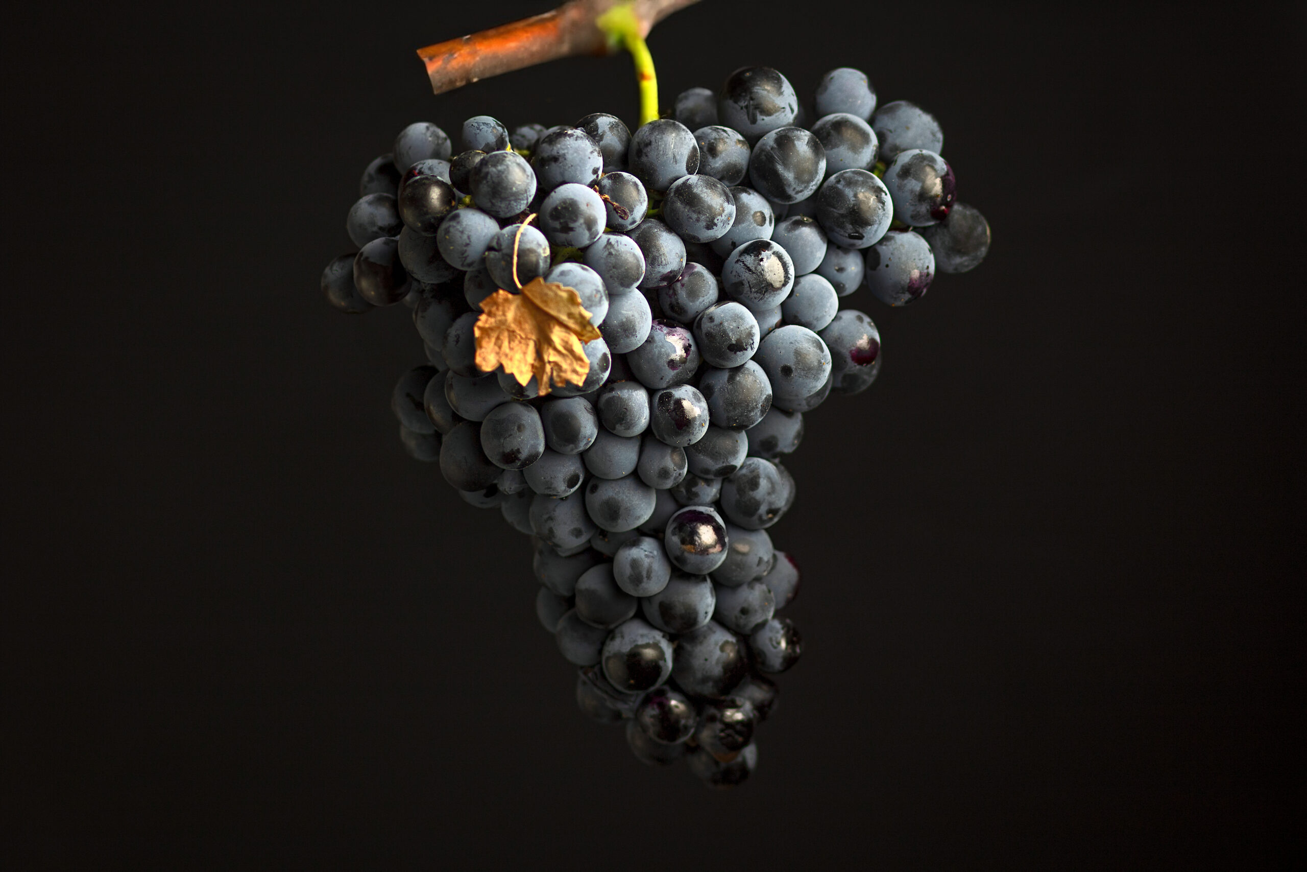 Μαντηλάρι ποικιλία