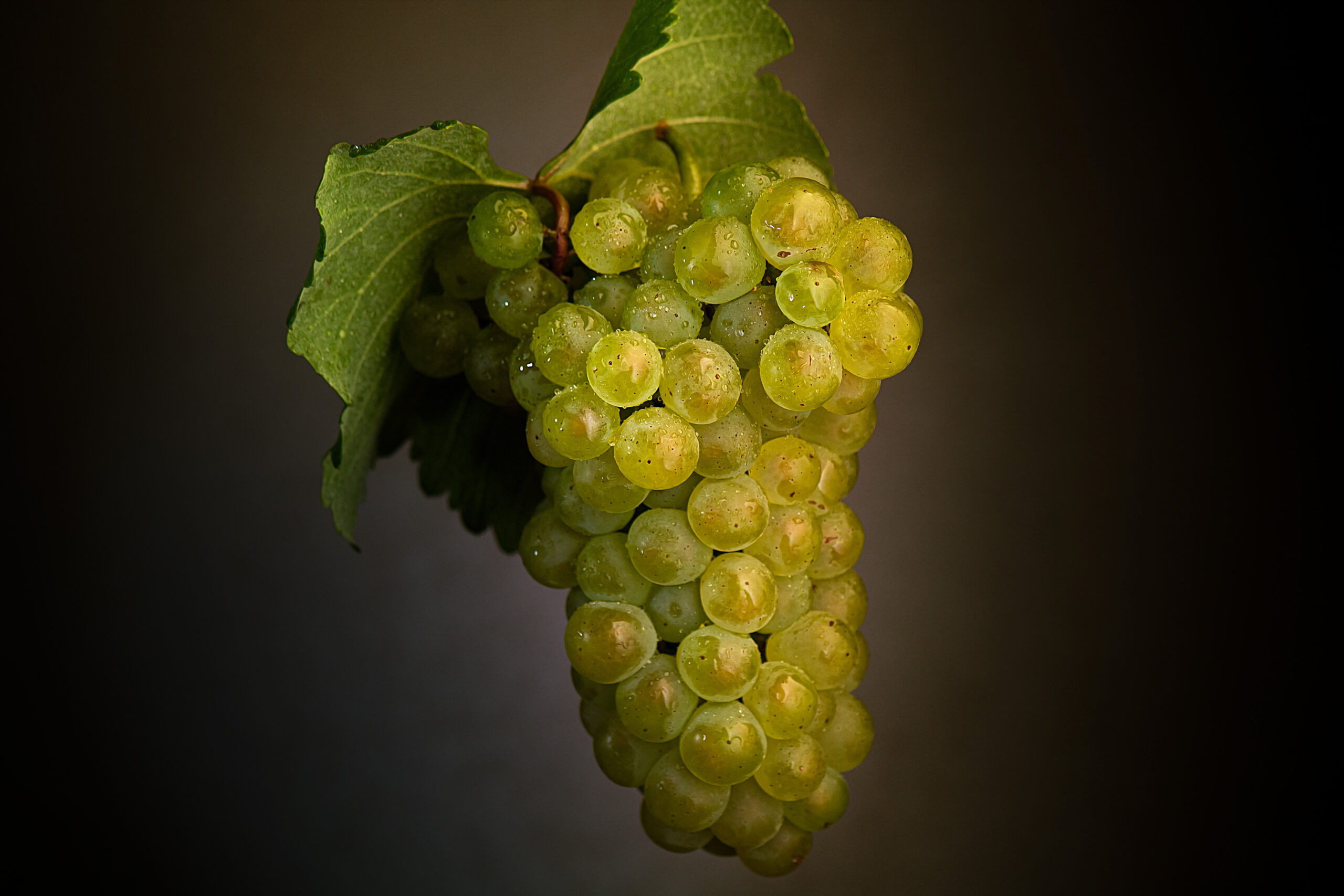 Chardonnay ποικιλία