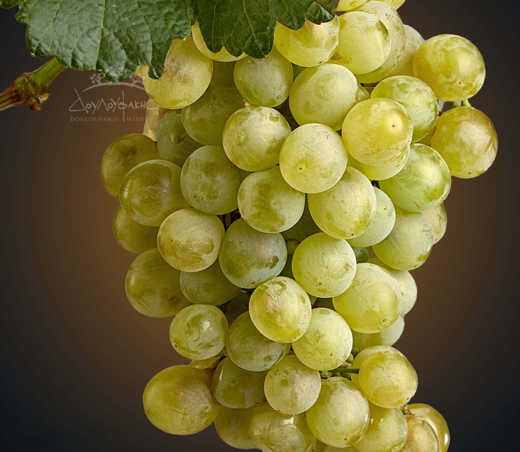 Ασύρτικο ποικιλία