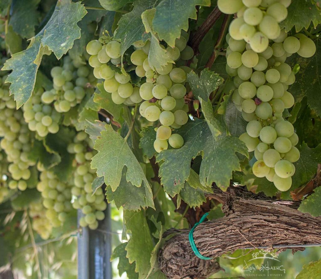 Ασύρτικο ποικιλία