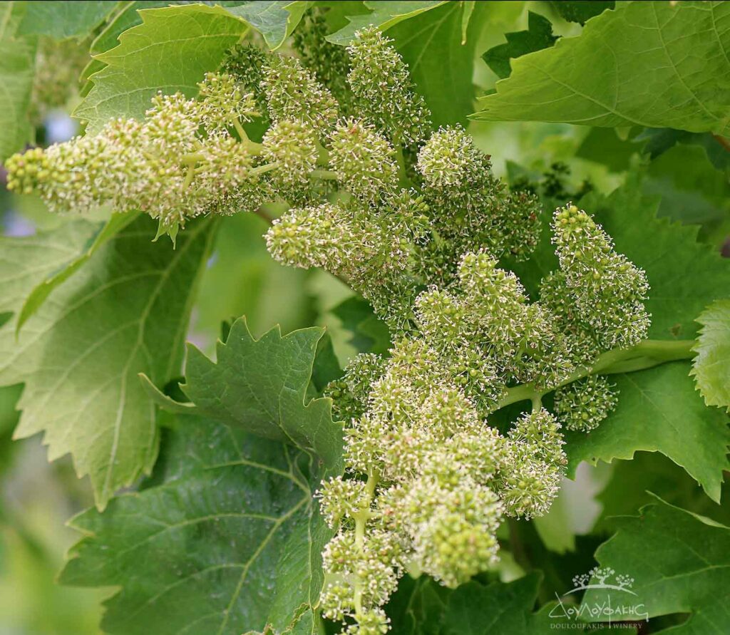 Ασύρτικο ποικιλία