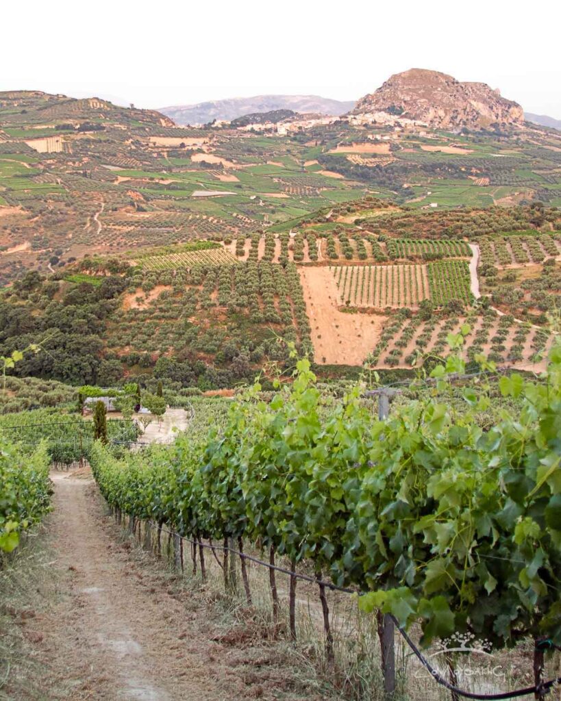 Ασύρτικο ποικιλία