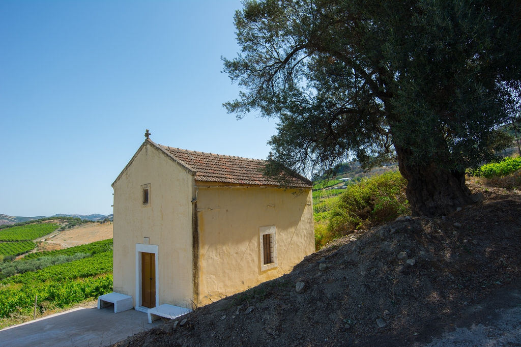 Vineyards in Dafnes, Crete
